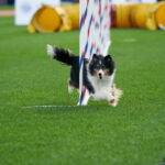 AKC on ESPN2