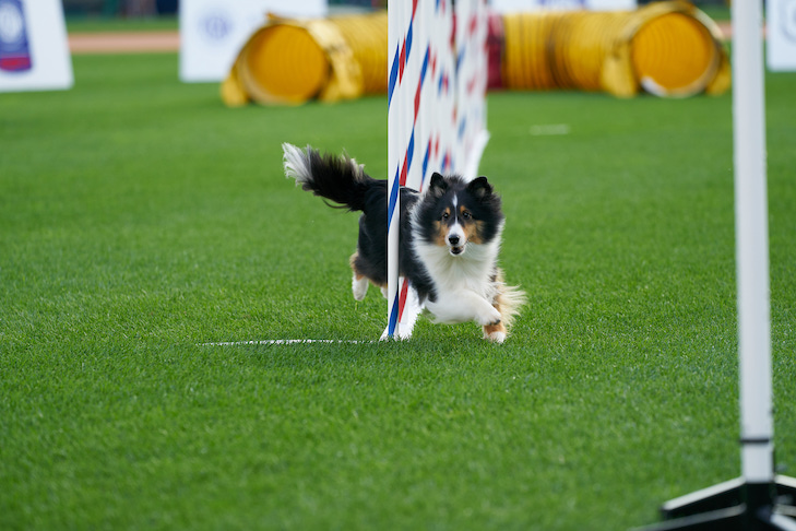 AKC on ESPN2