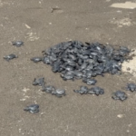 Chevron Batangas Terminal supports sea turtle hatching and population growth