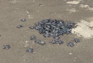 Chevron Batangas Terminal supports sea turtle hatching and population growth