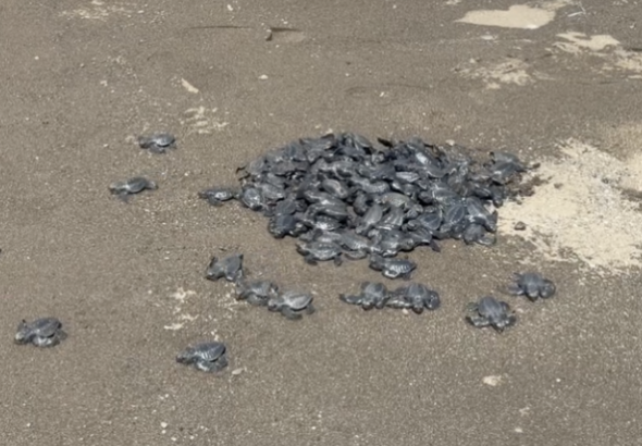 Chevron Batangas Terminal supports sea turtle hatching and population growth